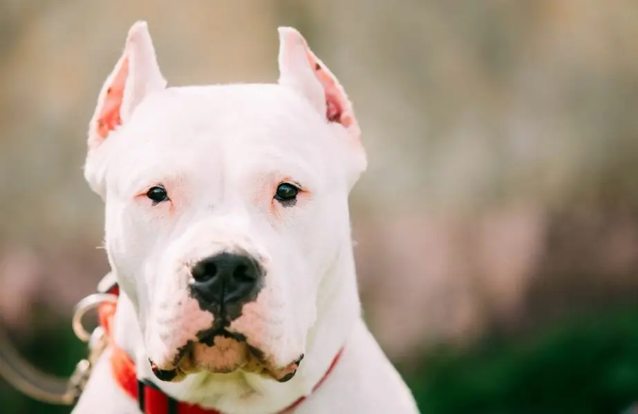 Design sem nome – 2023-12-19T131612.621 Dogo argentino