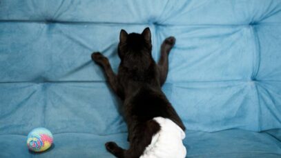 Fralda para gato