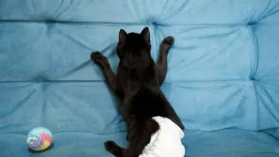 Fralda para gato