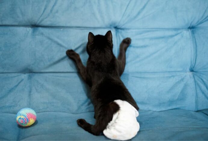 Fralda para gato