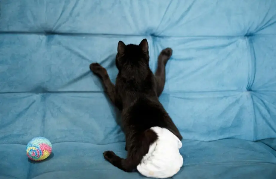 Design sem nome – 2023-12-19T132007.575 Fralda para gato