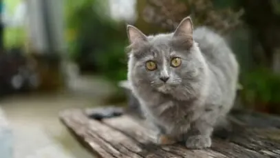 Gatos de pernas curtas