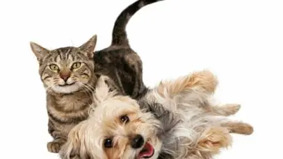 intestino dos pets