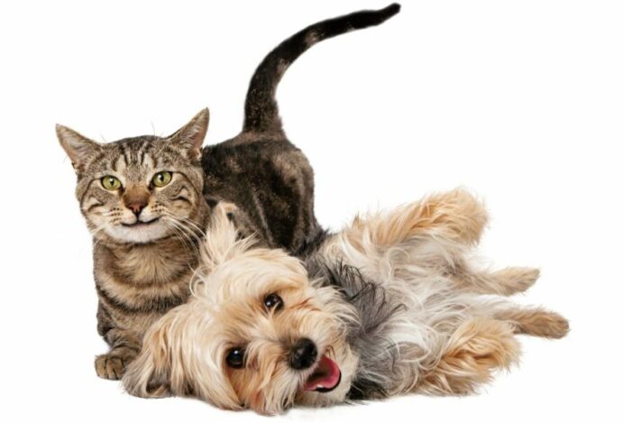 intestino dos pets