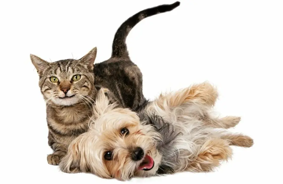 intestino dos pets