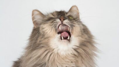 Gato espirrando