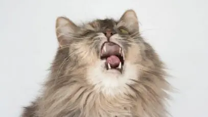 Gato espirrando