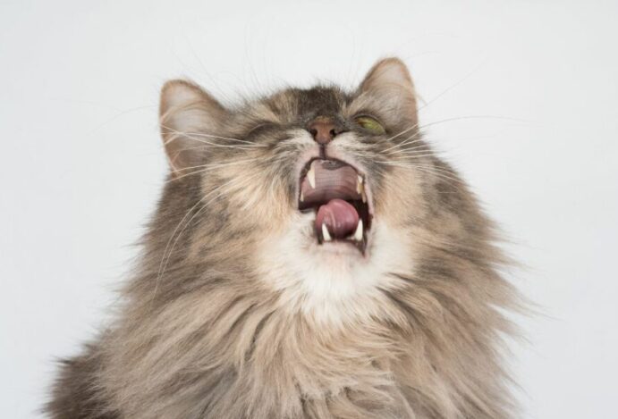 Gato espirrando