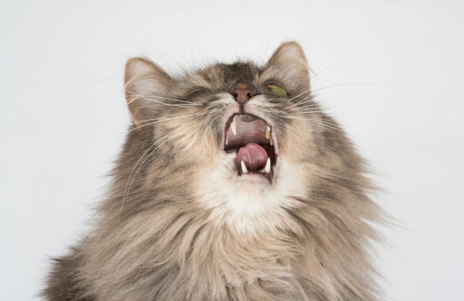 Gato espirrando