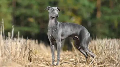 cachorros galgos