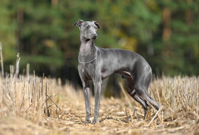 cachorros galgos