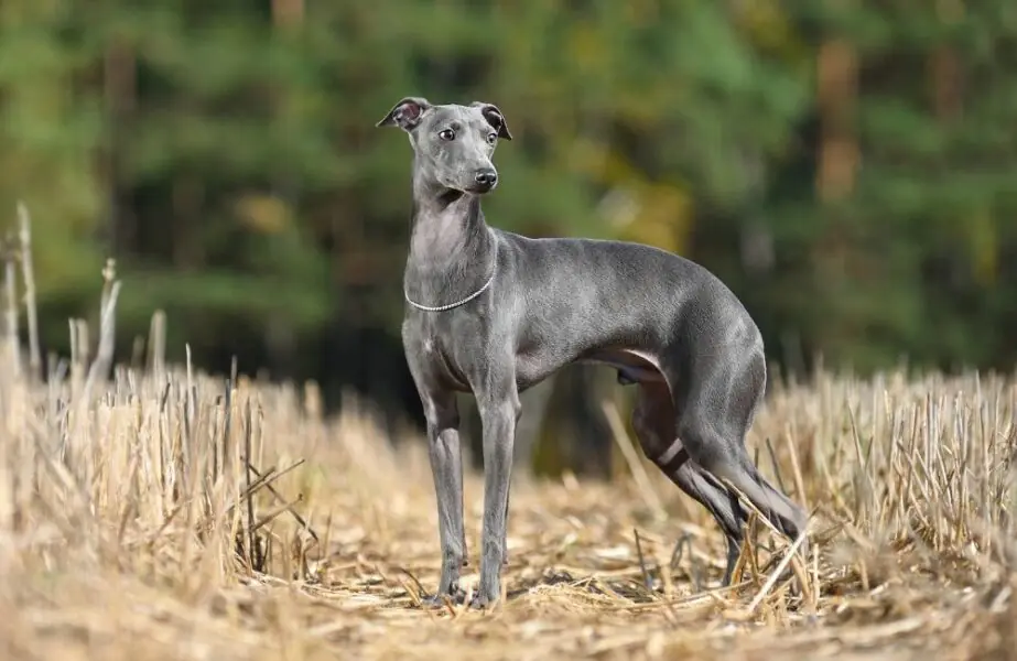 Design sem nome – 2023-12-20T140007.564 cachorros galgos