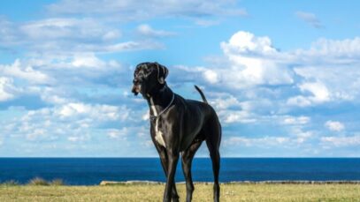 Maiores cachorros do mundo