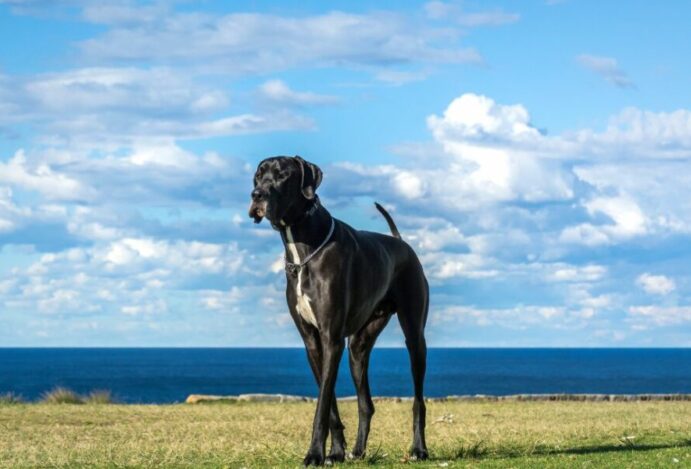 Maiores cachorros do mundo