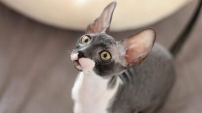 Menores gatos do mundo