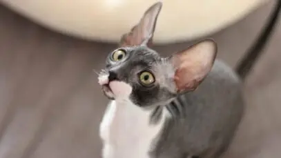 Menores gatos do mundo