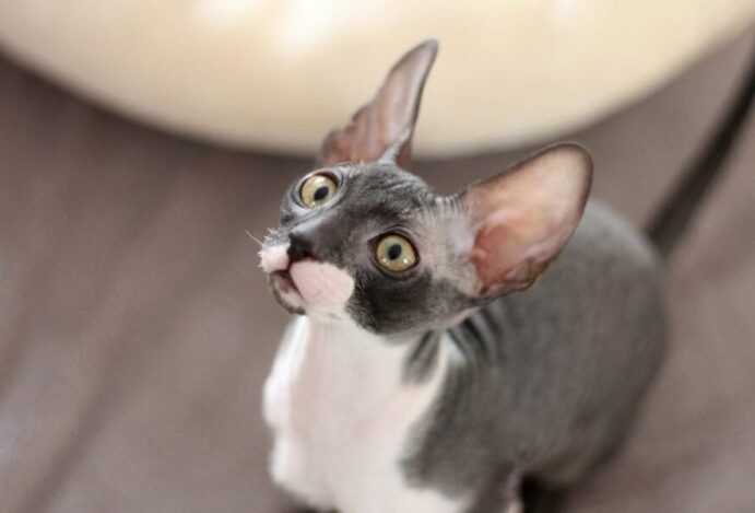 Menores gatos do mundo
