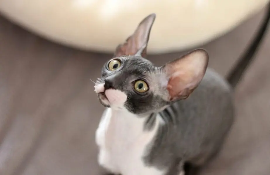 Design sem nome – 2023-12-21T132732.828 Menores gatos do mundo
