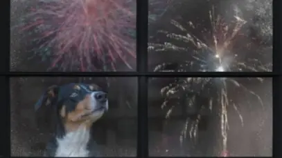 como acalmar cães nas festas de fim de ano