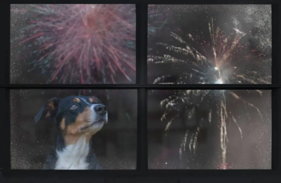 como acalmar cães nas festas de fim de ano