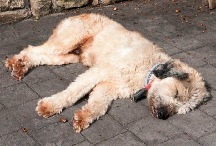 Neoplasia testicular canina