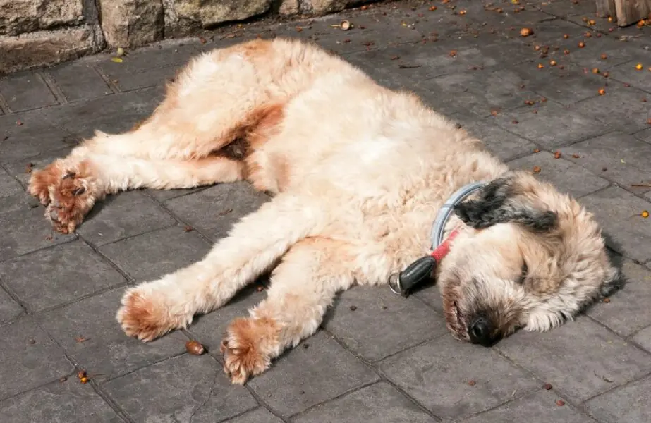 Neoplasia testicular canina