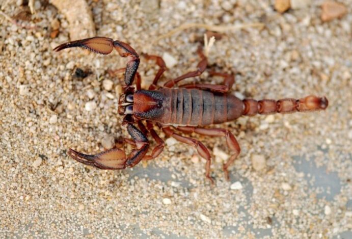 Picada de escorpião em gato