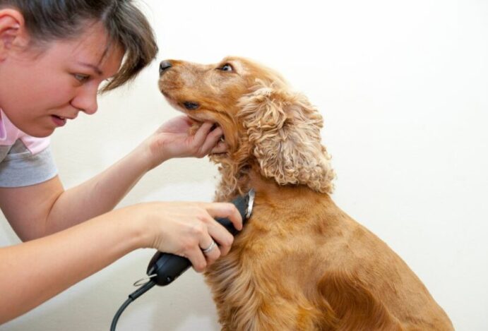 Tosar o cachorro no verão
