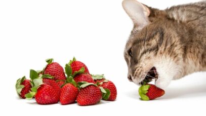 frutas que gatos não podem comer