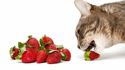 frutas que gatos não podem comer