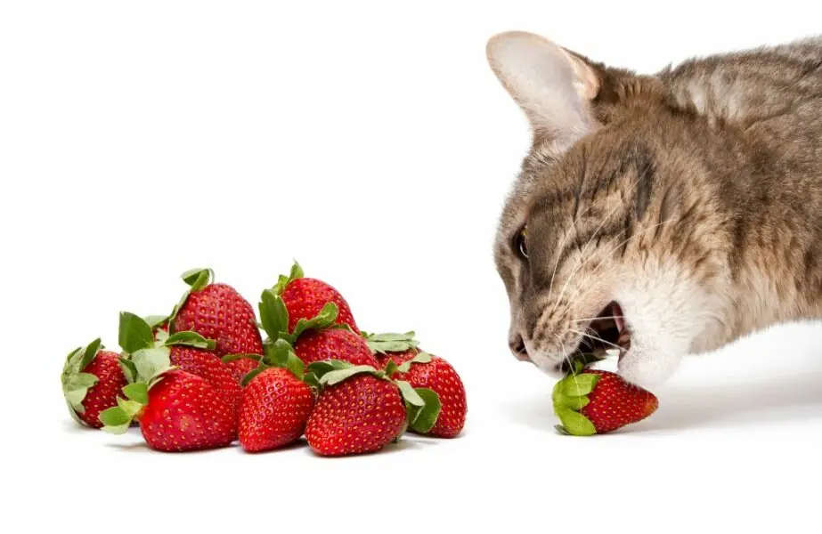 Design sem nome – 2023-12-26T124832.500 frutas que gatos não podem comer