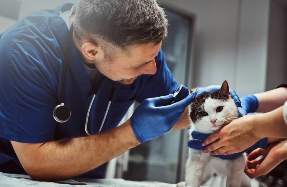 piso salarial dos veterinários 