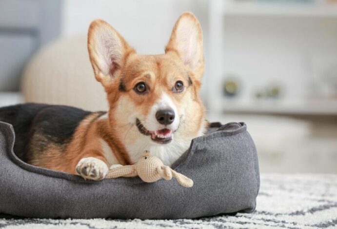 caminha para cachorro