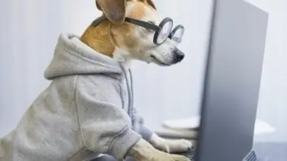 mercado pet