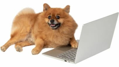 Estudo aponta oito em cada dez pet shops nas redes sociais