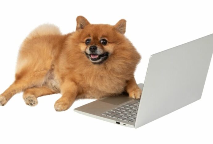 Imagem relacionada a: Estudo aponta oito em cada dez pet shops nas redes sociais