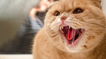 gatos no cio