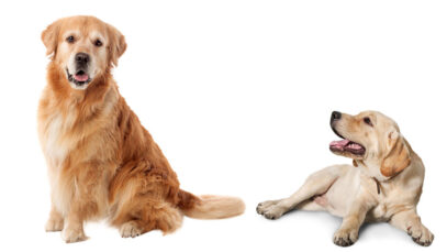 tt Diferenças entre labrador e golden retriever