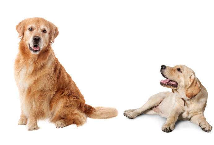 Diferenças entre labrador e golden retriever