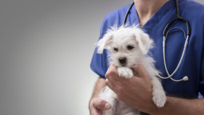 ART para veterinários
