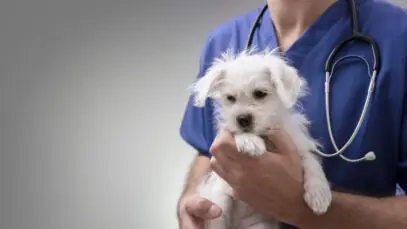 ART para veterinários