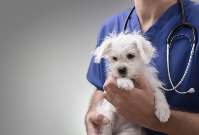 ART para veterinários