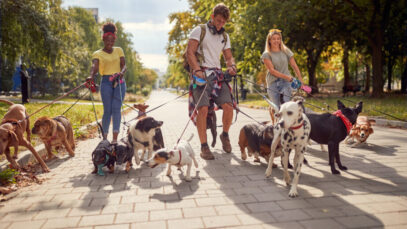 dog walkers