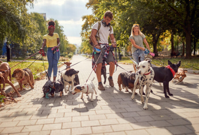 dog walkers
