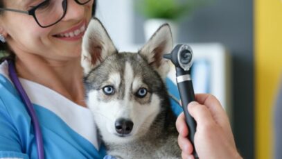 Otite canina