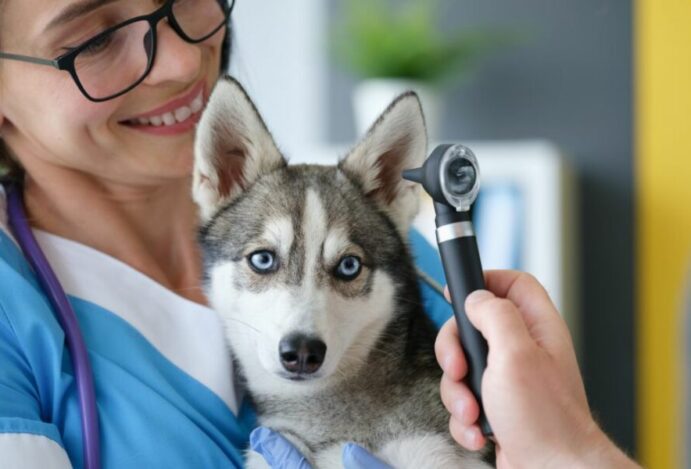 Otite canina