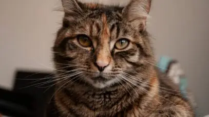 Gato de pelo curto brasileiro