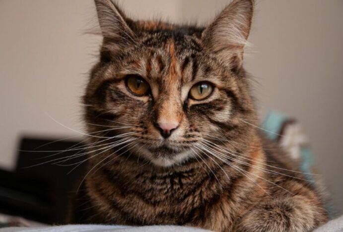 Gato de pelo curto brasileiro