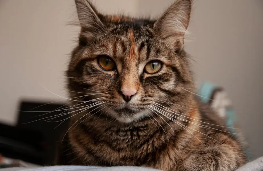 Gato de pelo curto brasileiro
