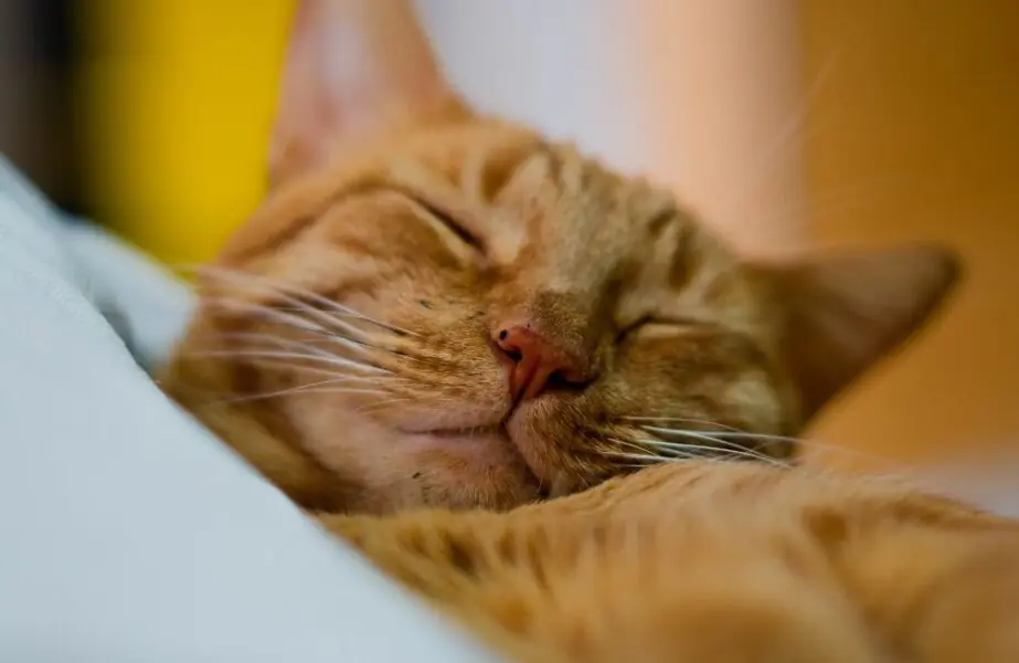 Design sem nome – 2024-01-04T130850.973 Por que os gatos dormem tanto